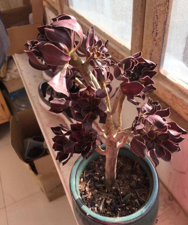 黑法师叶子落光光?3招就解决,叶片黑黝黝,威武又霸气