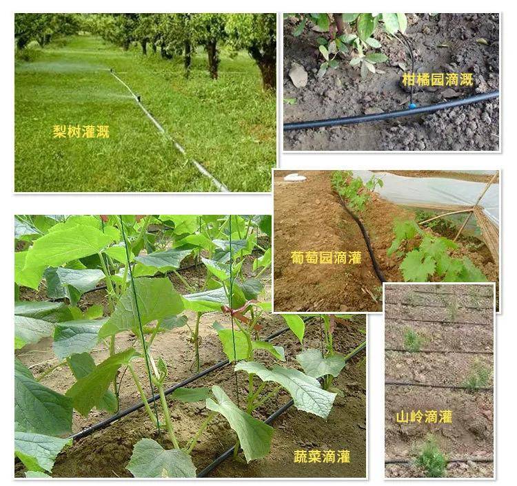 蜂窝物联智慧农业智能水肥一体化灌溉只需手机一按就可实现施肥浇水