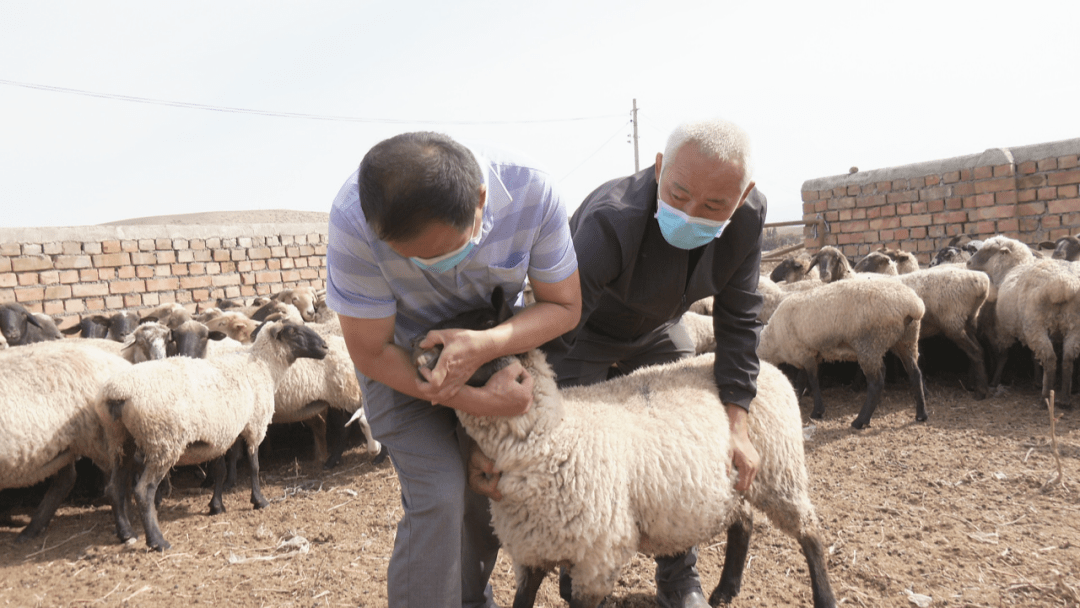 【产业示范】玛纳斯倾力发展百万只肉羊产业!_萨福克