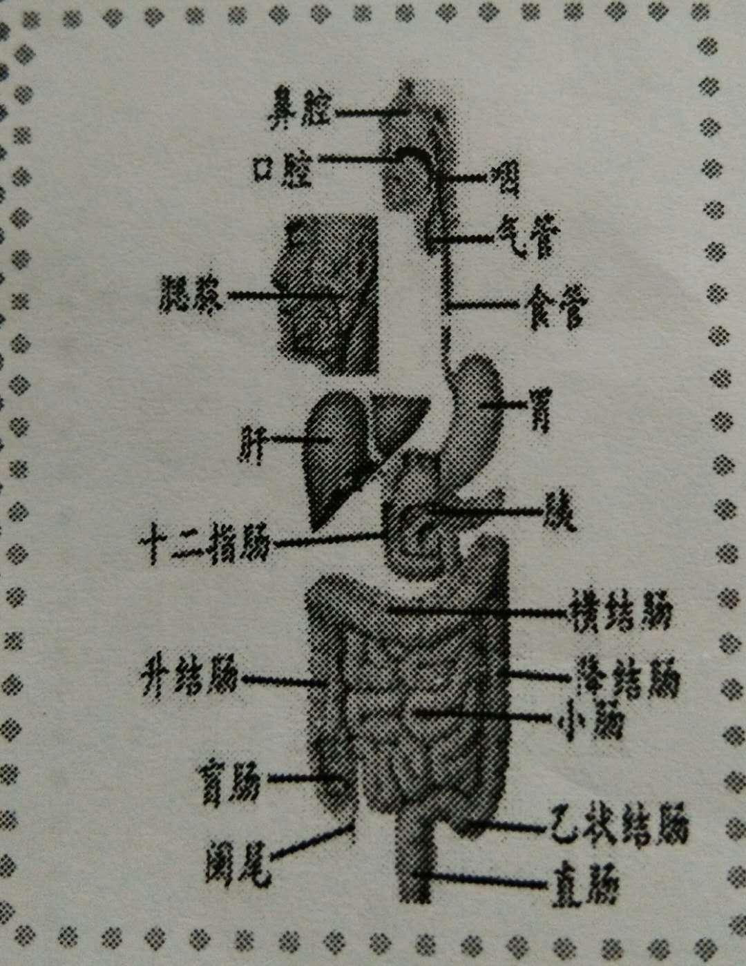 人体胃和十二指肠图图片