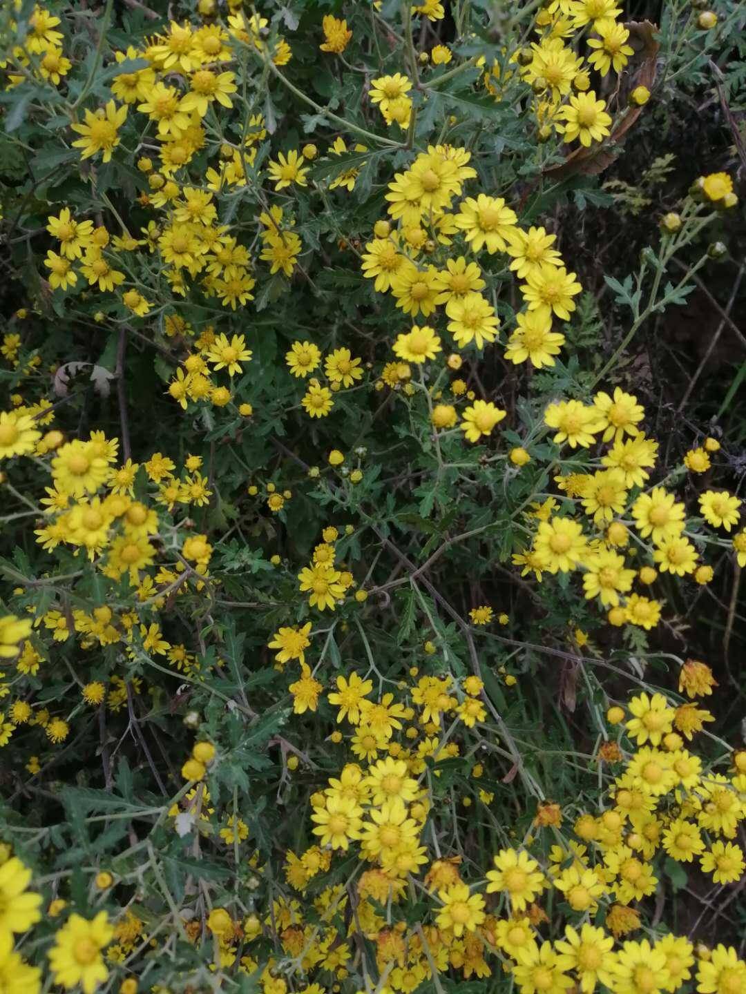 深秋寒露后家乡山菊花盛开_手机搜狐网