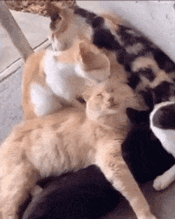 猫咪劲爆互舔现场,一举一动让人羞红了脸!