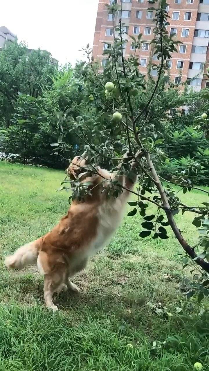 狗狗跑树下欲摘果子,之后的一系列折腾举动,主人看得心累