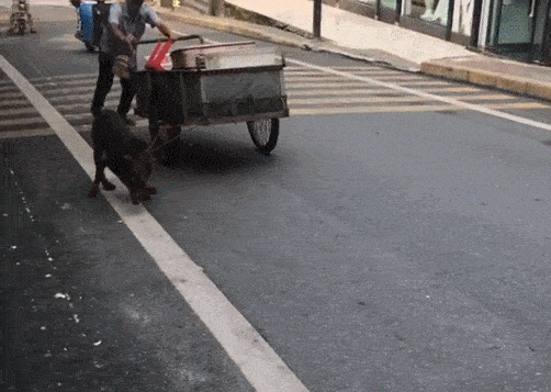 狗狗帮主人拉车上坡,累的不成样子,脖子都要勒出血了!_手机搜狐网