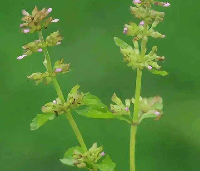 合和泰健康丨你真的知道风轮草吗