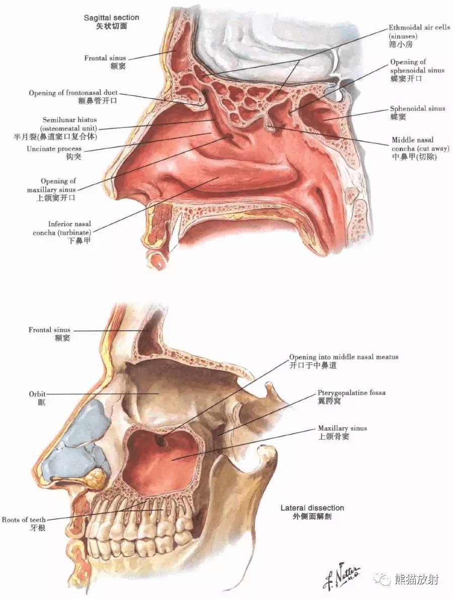 解剖:鼻,鼻腔,鼻窦