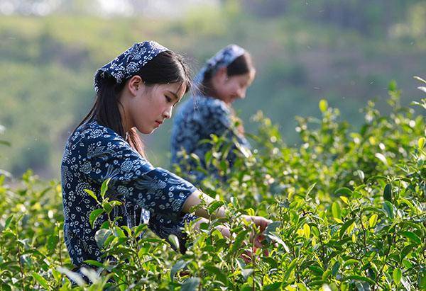 茶叶种植技术：秋季管理很重要，做好这五点，来年产量更高_封园