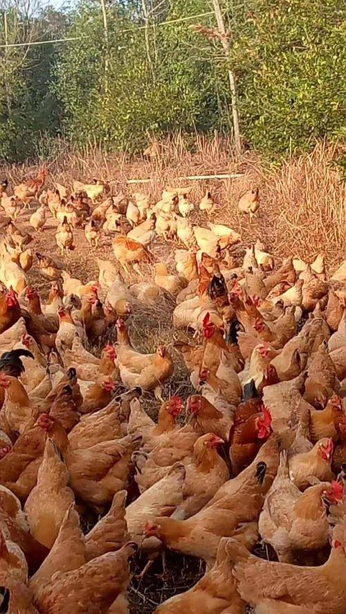 鸡日粮中为什么加食盐