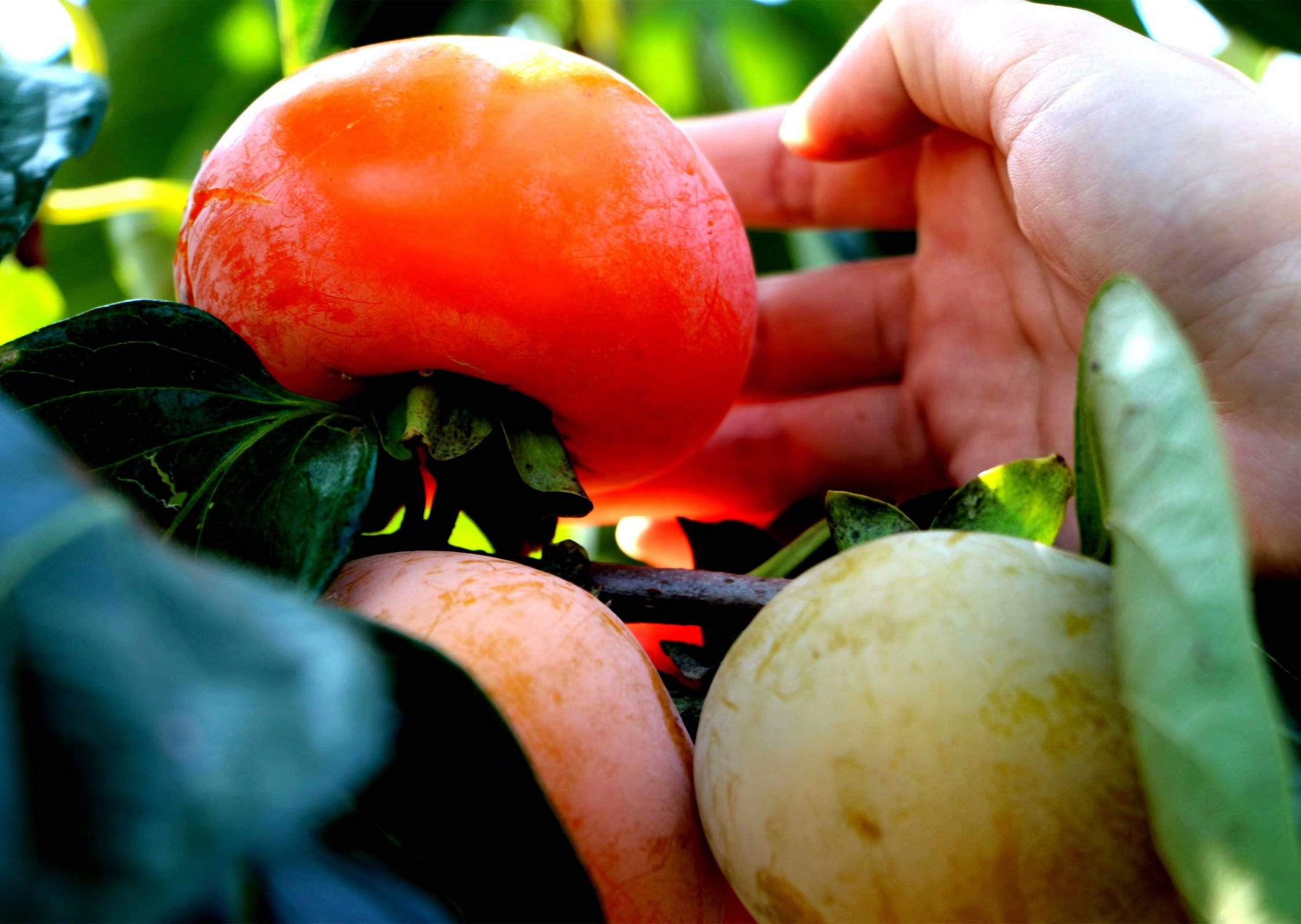 柴桑区新塘乡胡桥金柿子红了