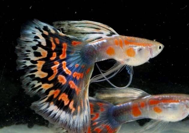 为纪念罗伯特·古比,于是就以"古比鱼"为孔雀鱼的英文俗名.