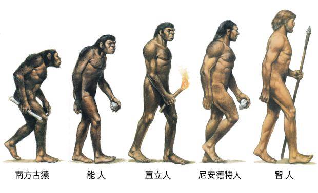人类进化史过程示意图图片