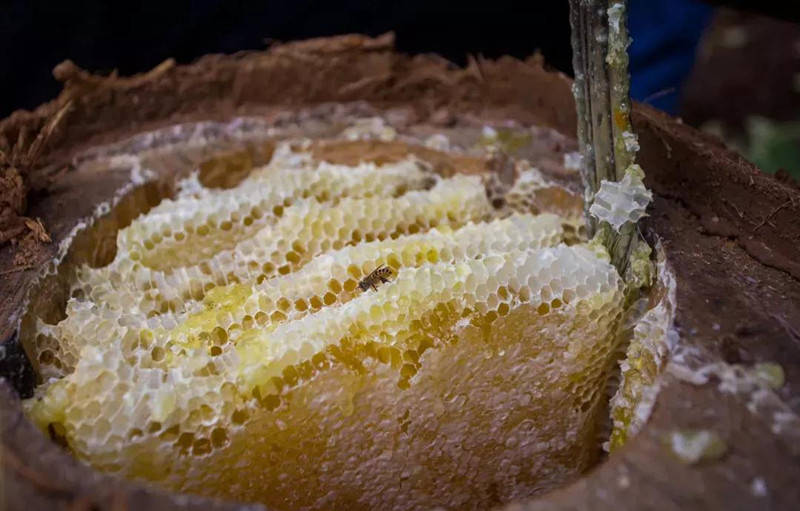 白酒|蜂胶酿酒—白酒技术