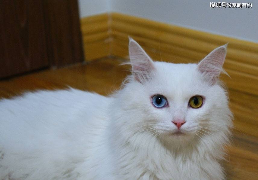 原创中国独有的鸳鸯眼猫咪蓝眼晶莹剔透黄眼金光闪闪你喜欢吗