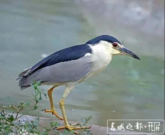 尖嘴"大鸟"飞进村民家中,曲靖森警送它回家!