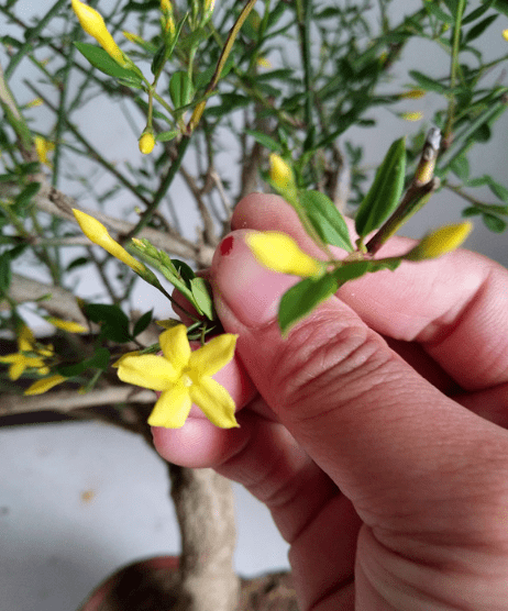 迎春花姐妹迎夏花名字美花更美黃澄澄特好看