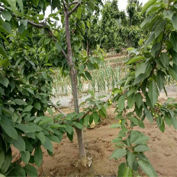 鲁樱3号樱桃苗是山东果科所推出的大果型樱桃品种,鲁樱3号是美早樱桃