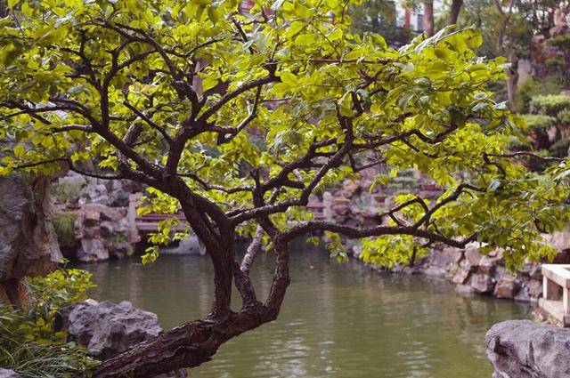 城市山林:于车水马龙间,寻找一种野趣