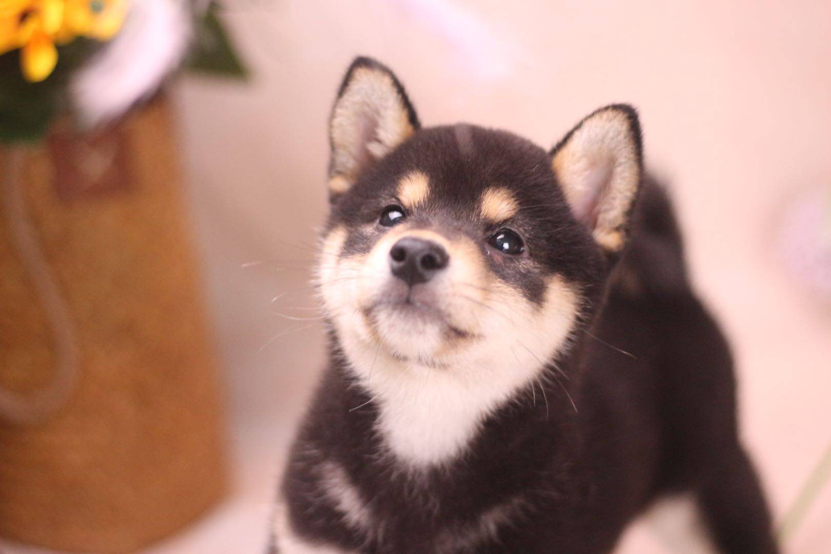 柴幼犬像土狗怎样挑选纯种柴犬教你几招吧