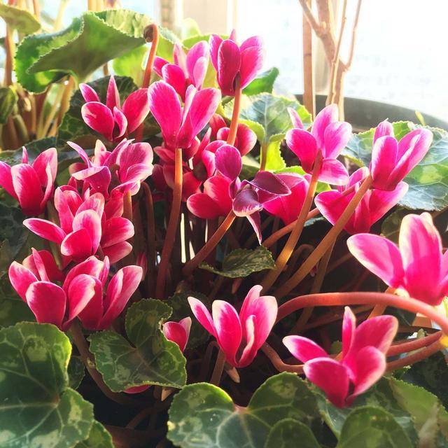 3种"耐寒花",冬天别"饿着",水肥不能缺,花苞嗖嗖窜