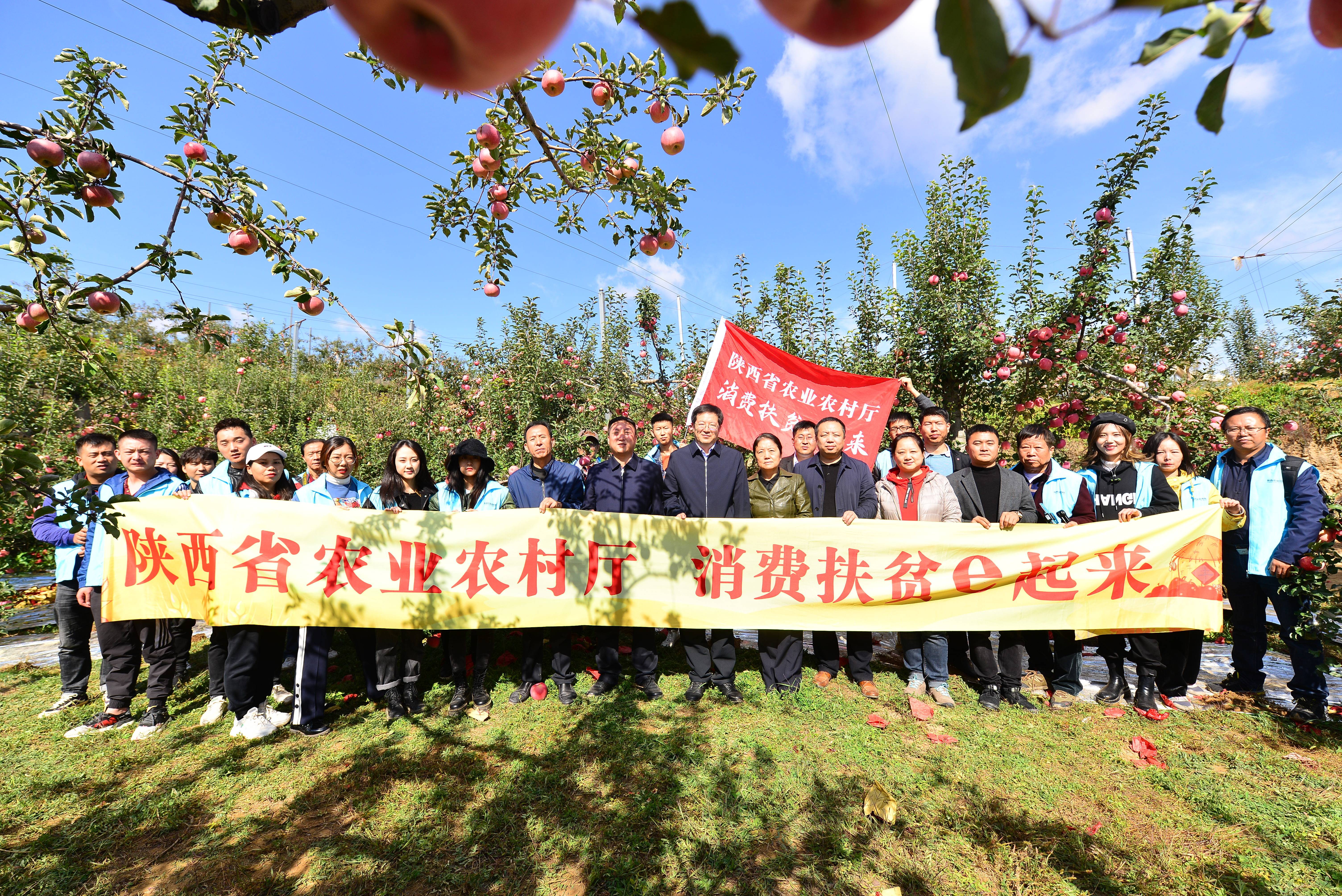 陕西苹果|延川一张亮丽的名片 延川苹果 小苹果大产业 万千果农的致富梦