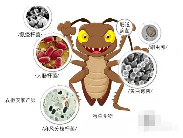 细说蟑螂的危害