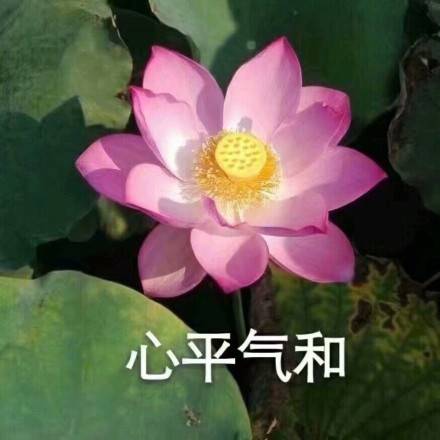 白莲花表情包大全图片