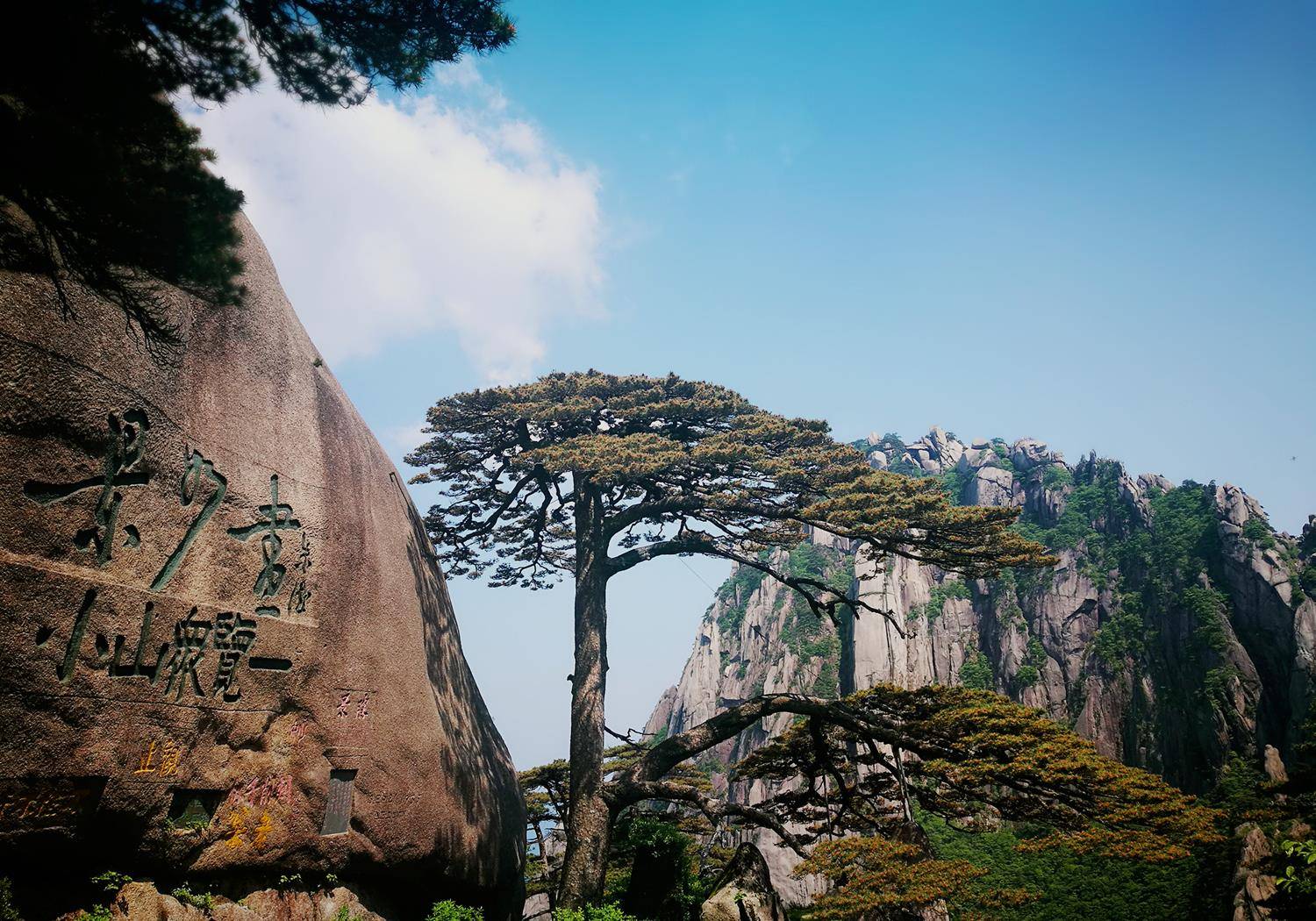 中国最珍贵的三棵树,都是重点保护对象,有专人看守还上了保险_手机