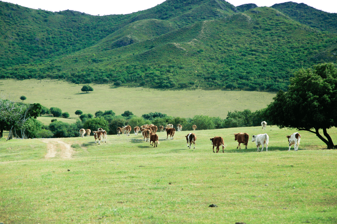 墨小二云牧场——我在草原有头牛_养殖业