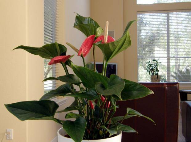 原创盆栽植物选择困难不如就养这3款红花春节前后嗖嗖开