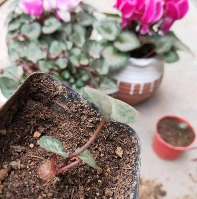 的仙客来要等到两三年的时间才可以开花,如果不是为了繁殖新的品种