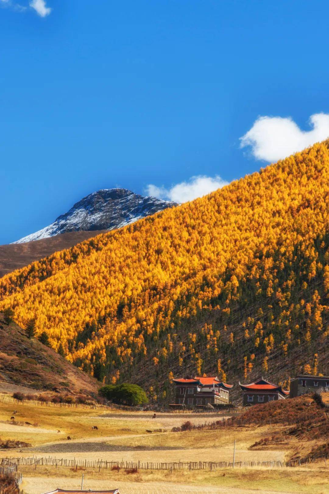 川西秋日大赏50张图告诉你这个孤独星球上最美的秋天