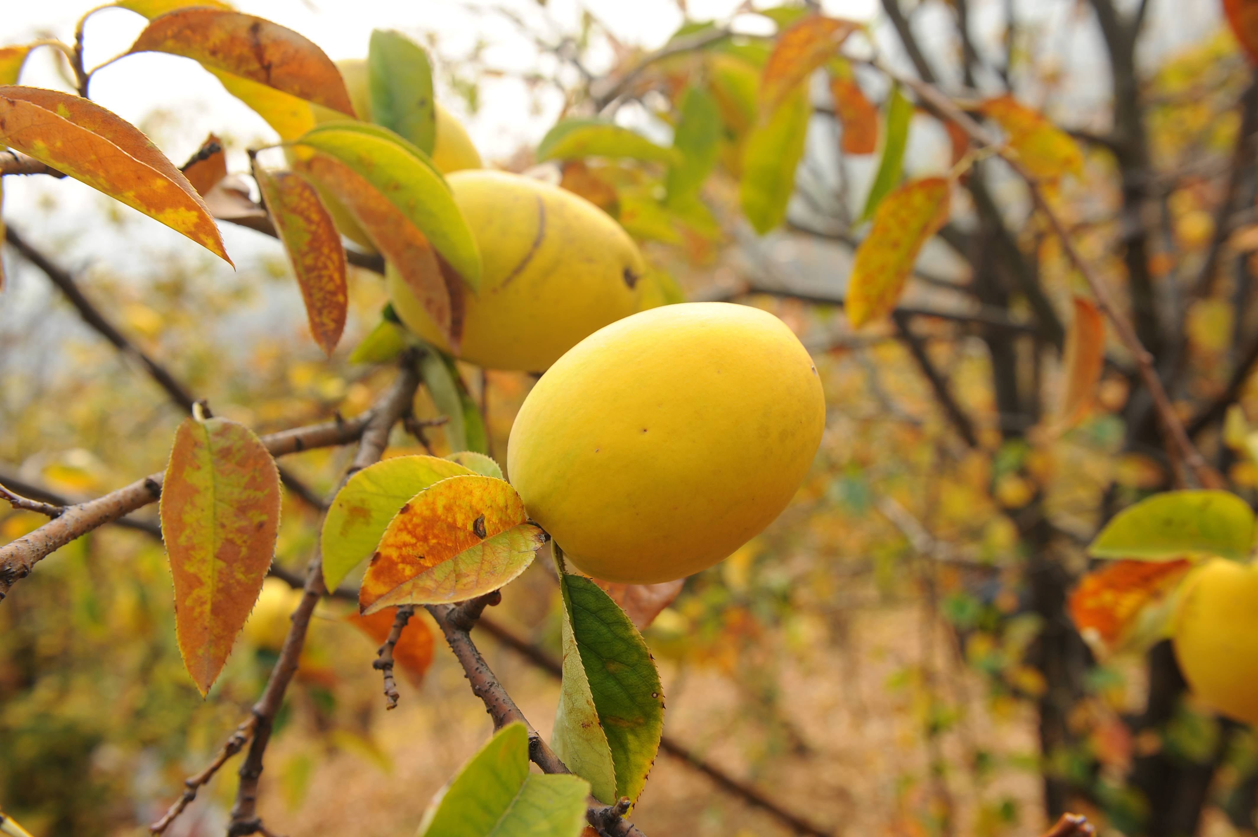 阳之南原材料金木瓜规矩十二:不要装歪,说错话,办错事,不要申辩,自觉