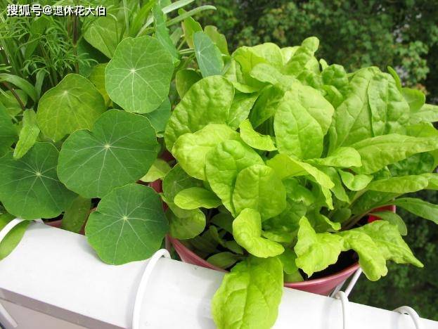 養花用雨水來澆花就像加了營養液效果好還不容易出錯