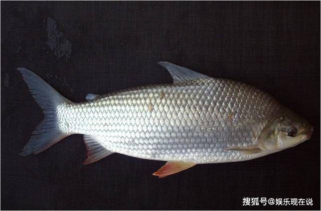 原产自美洲的"假鲫鱼",在我国泛滥成灾,味道不错但却不受欢迎