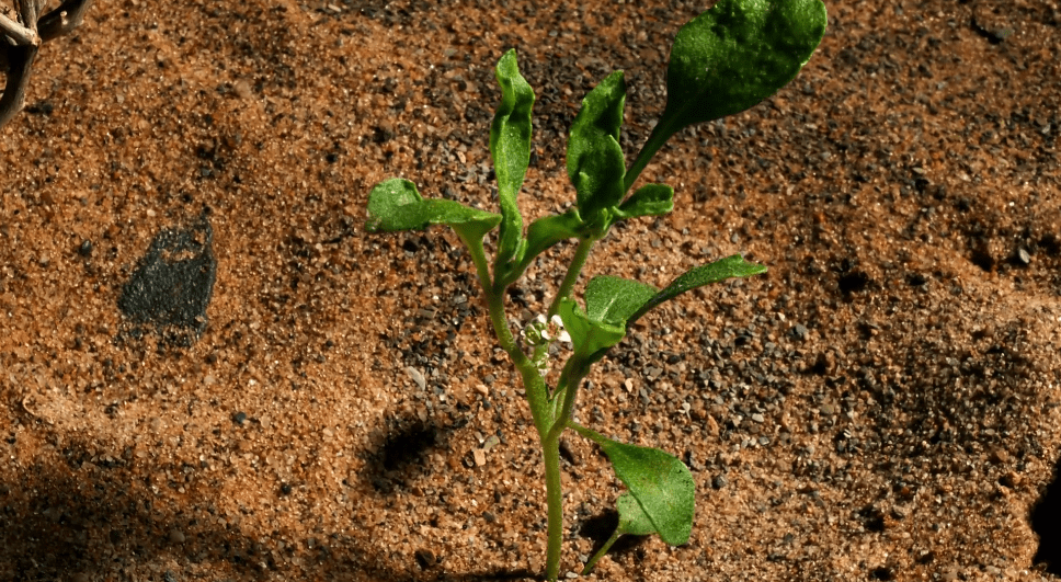 现实中九死还魂草在沙漠中流浪死亡超100年仍能重生