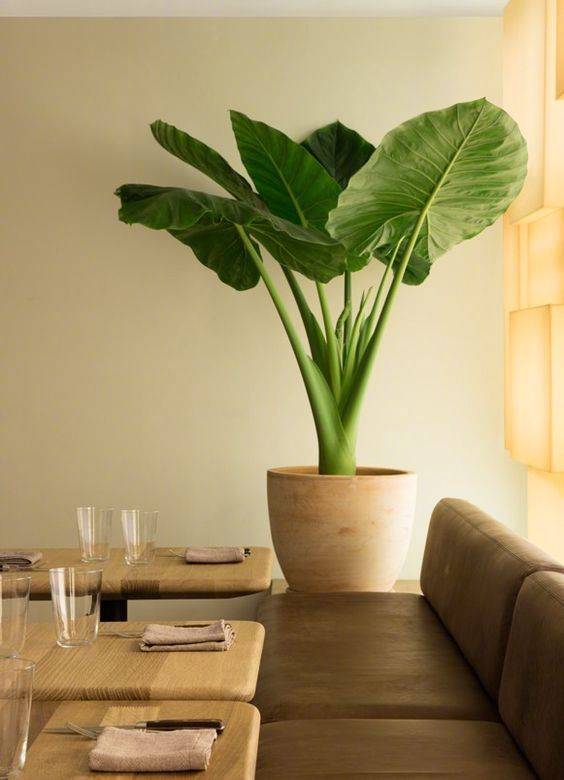 10种高大型绿植只需要一盆就立马提升家的美感