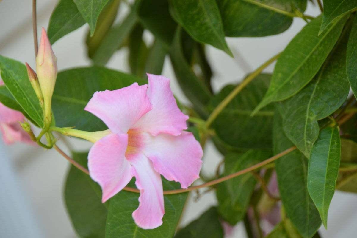 原创简直就是开花小神奇,爱攀爬的双腺藤,实在是太棒了