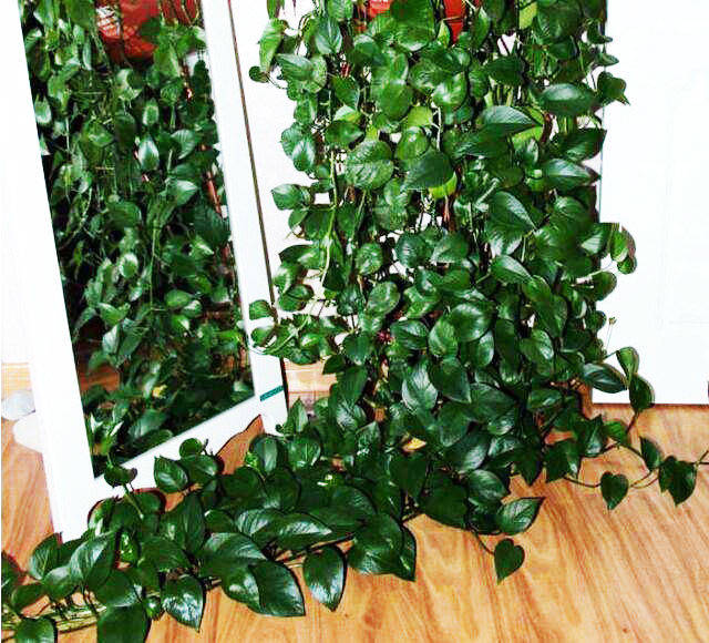 绿萝这样养,爬上3米墙,垂下5米变瀑布,叶片油亮亮,咋养咋爆盆_手机