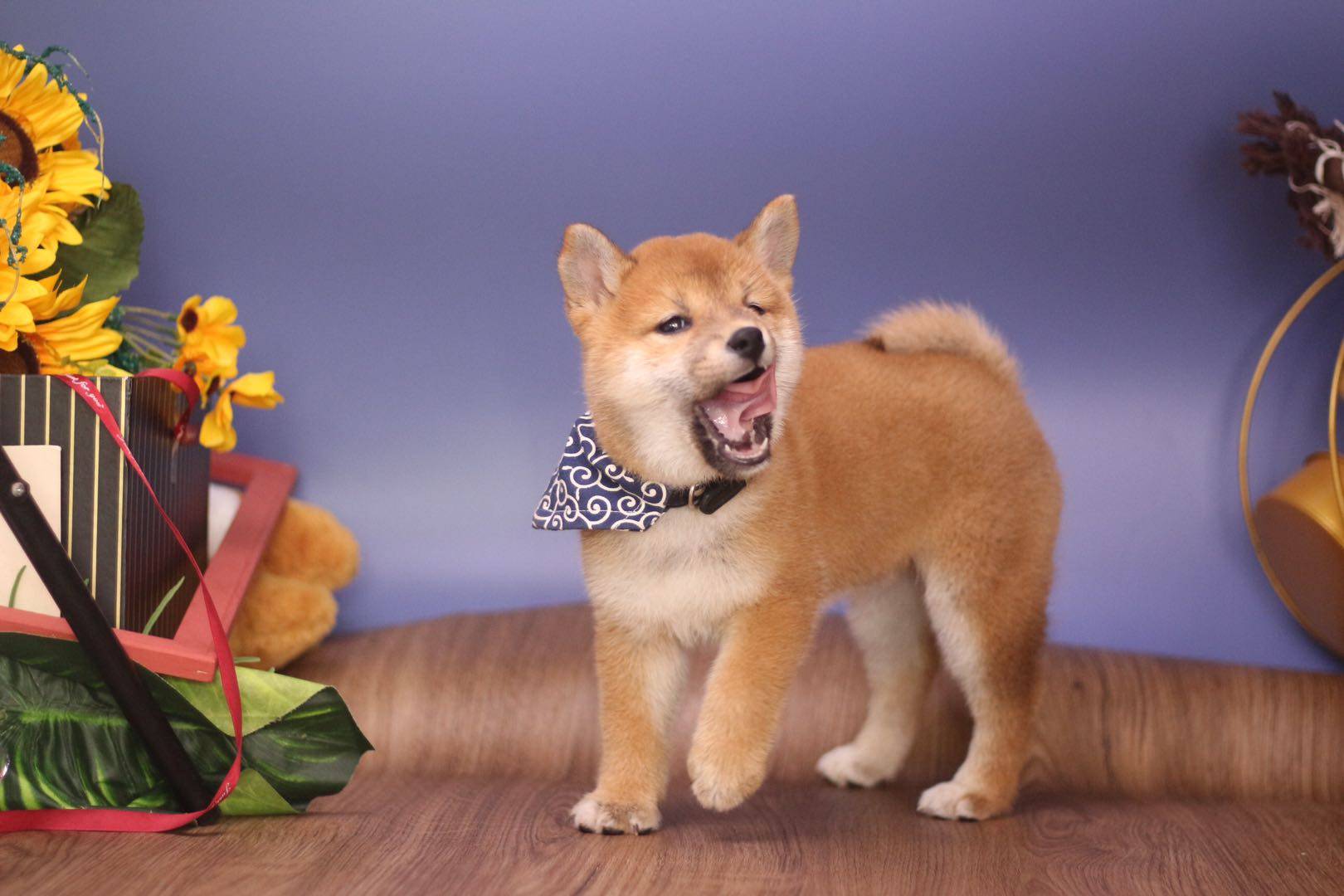 原創難挑純種柴犬怎麼挑選哪裡能買到純種柴犬