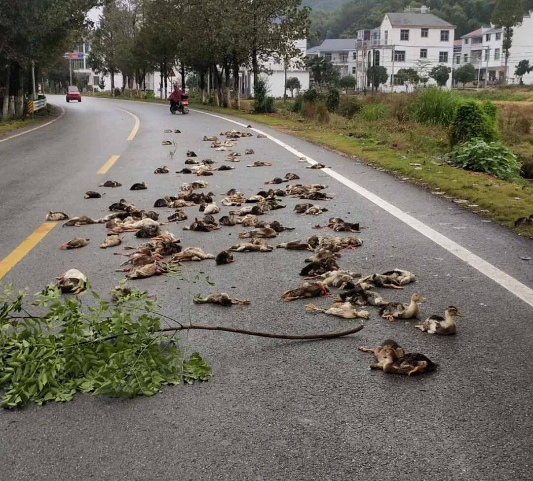 上饶180只鸭子横死接头肇事司机逃逸2小时候自首赔4500元