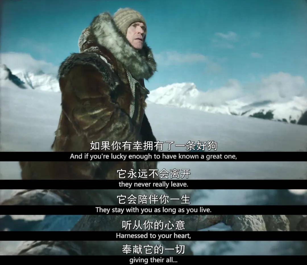雪橇犬多哥