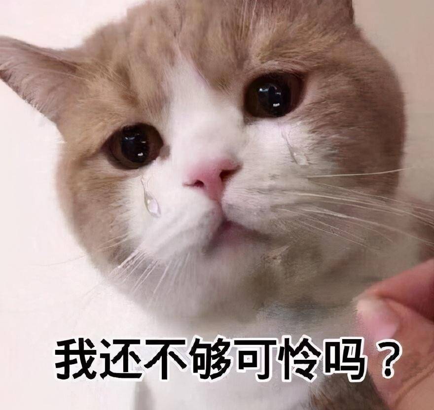 猫咪表情包合集