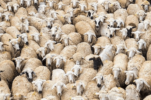 首批4000只蒙古国捐赠羊将交付