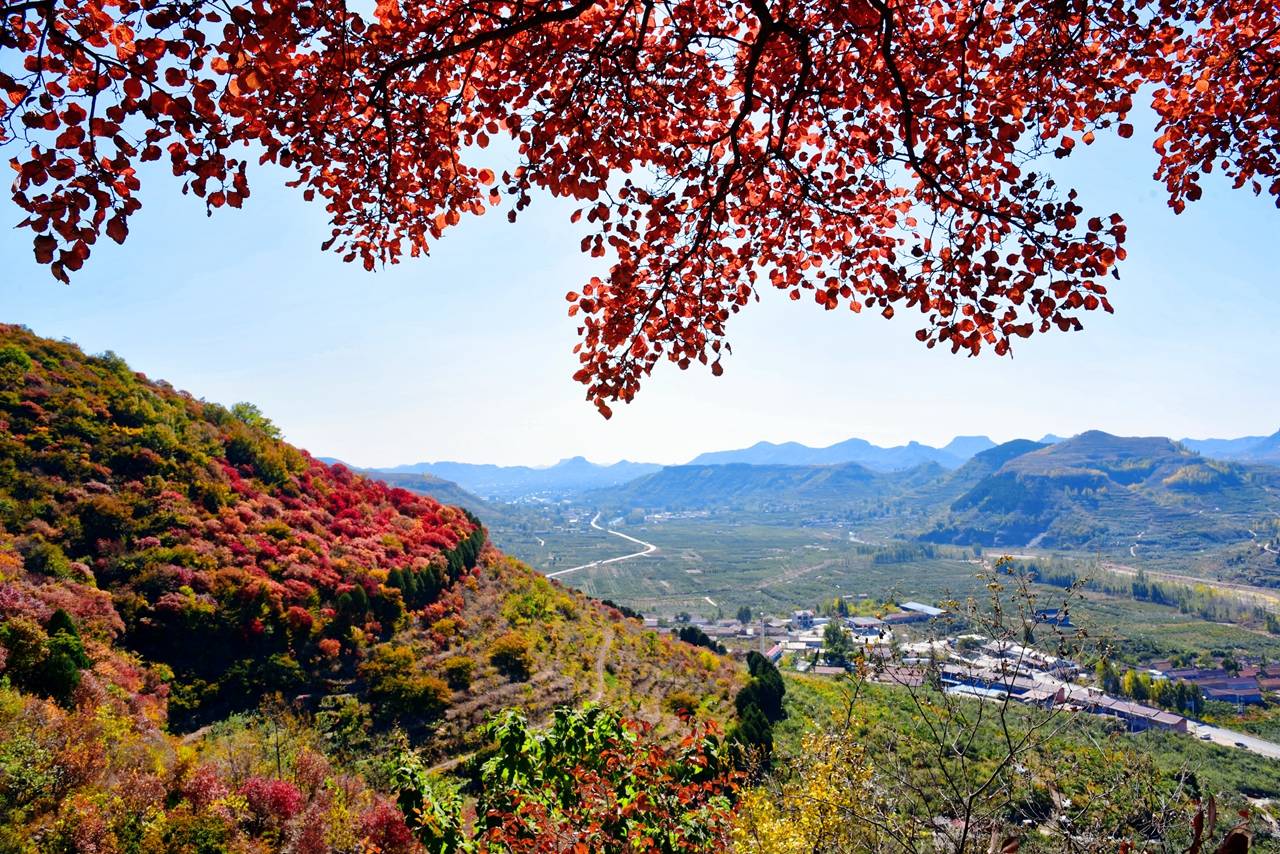 好美!藏在沂蒙山区群崮里的火红秋意