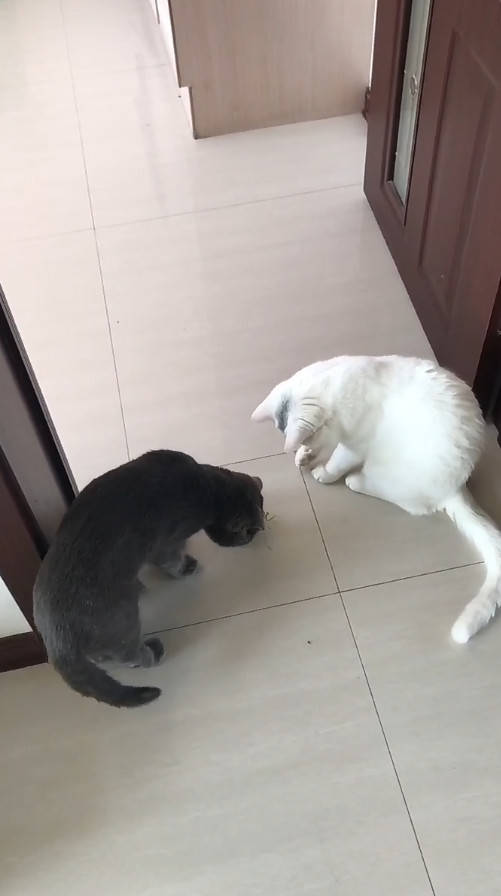 主人带回螳螂试探猫咪,两只猫咪见后的反应,让主人大惊失色_手机搜狐