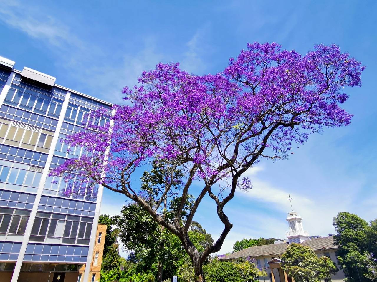 蓝花楹盛开在悉尼大学,这个毕业季注定与众不同