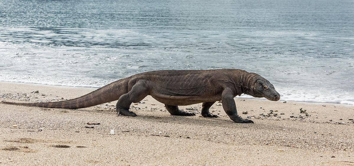 第二个就是蜥蜴,在蜥蜴中,单性繁殖的例子不少,科莫多巨蜥,新墨西哥鞭