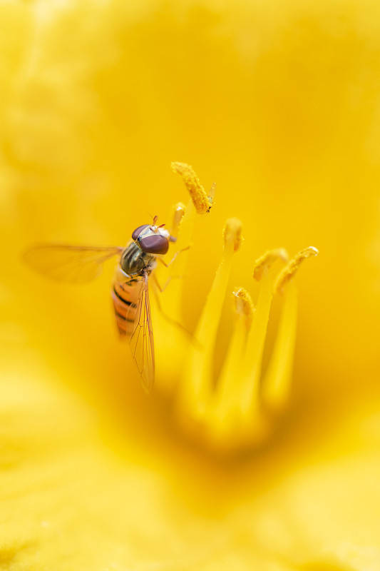 手机拍摄微距照片靠谱吗?