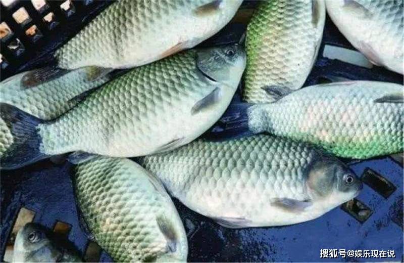 日本鲫鱼"入侵"长江水域,处境却很"艰难",钓友的最爱