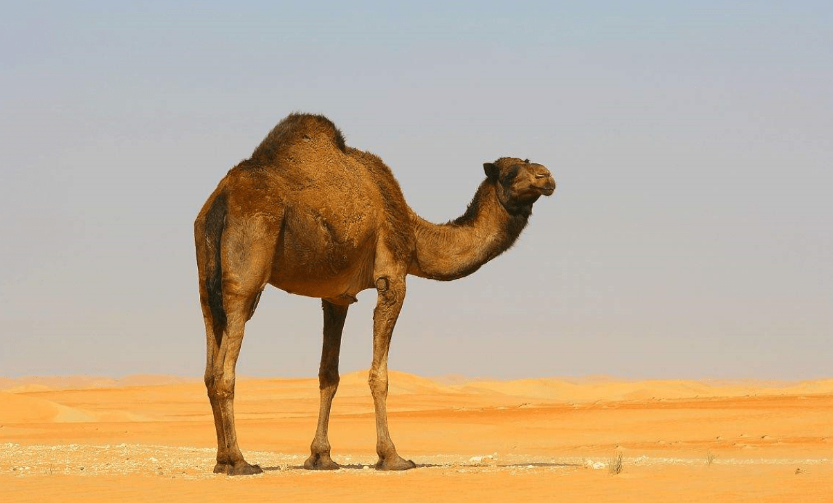 原创血肉之躯的骆驼为什么能以仙人掌为食它们不疼吗